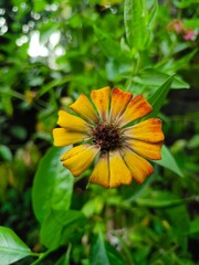 yellow flower in the garden