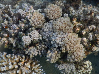 organ pipe coral Tubipora musica is an alcyonarian octocoral native to the waters of the Indian...