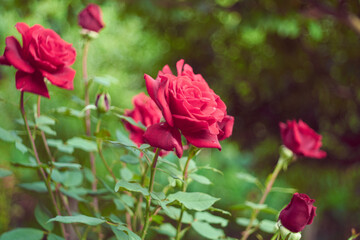 red roses in the wild, flowers in the garden, vintage lomo effect, bubble bokeh