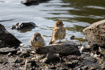 Pair of a beautiful sparrow are swimming in the pond in summer. Birds are taking bath in the pond