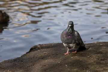 Gray pigeon is by a pond in the park in summer