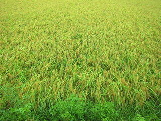 雨に濡れる豊作の稲のある田圃風景