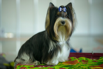 little cute Yorkshire Terrier dog resting in room, close view 