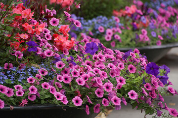 Flower arrangement of purple petunias surfinias. Magic mixed decorative flowers in the pot at the...