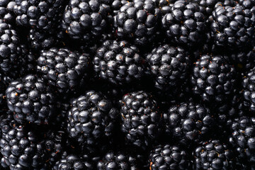 Close up of shiny, freshly picked blackberries. Blackberry fruits, square food background. Top view, flat lay. Copy space.