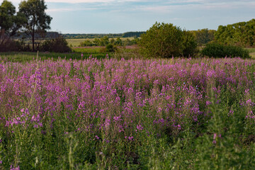 Purple pink lilac flowers of willowherb on the background of a fireweed flower field, sunny summer in a meadow,