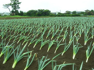 九月の朝の雨上がりの葱畑風景