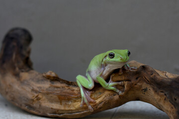Australian green tree frog on leaf, dumpy frog on branch, animal closeup, amphibian closeup