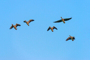 Geese flying in a bright blue sky in sunlight at sunrise in summer, Almere, Flevoland, The Netherlands, September 3, 2021