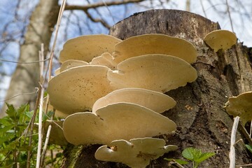 mushrooms on a tree