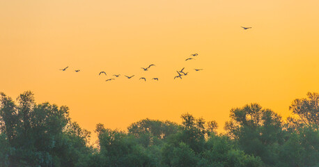 Geese flying in a bright blue sky in sunlight at sunrise in summer, Almere, Flevoland, The Netherlands, September 3, 2021