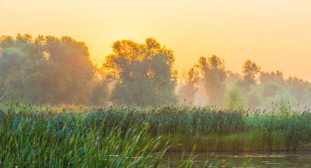 The edge of a misty lake with reed and wild flowers in wetland in sunlight at sunrise in summer, Almere, Flevoland, The Netherlands, September 3, 2021