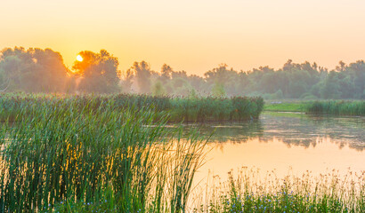 Fototapeta na wymiar The edge of a misty lake with reed and wild flowers in wetland in sunlight at sunrise in summer, Almere, Flevoland, The Netherlands, September 3, 2021