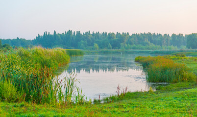 The edge of a misty lake with reed and wild flowers in wetland in sunlight at sunrise in summer, Almere, Flevoland, The Netherlands, September 3, 2021