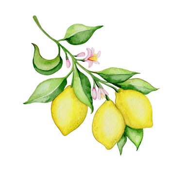 Hand drawn vector watercolor lemons