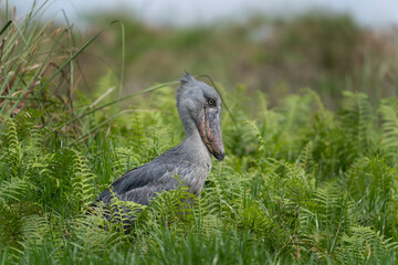 Shoebill next to river. Ornithology in Uganda national park. Birds near the lake Victoria. 
