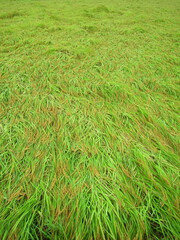 秋の長雨で倒れた豊作の田圃の稲