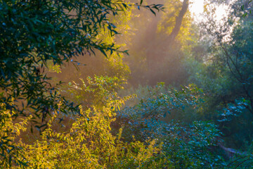Fototapeta na wymiar Green trees in a colorful misty forest in bright sunlight in wetland at sunrise in summer, Almere, Flevoland, The Netherlands, September 3, 2021