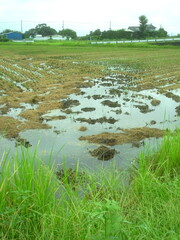 雨上りの朝の刈田風景