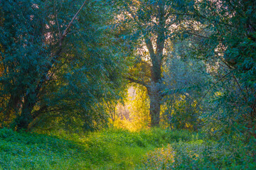 Green trees in a colorful misty forest in bright sunlight in wetland at sunrise in summer, Almere, Flevoland, The Netherlands, September 3, 2021