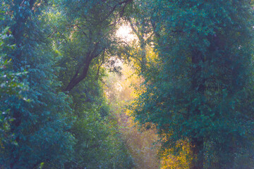 Green trees in a colorful misty forest in bright sunlight in wetland at sunrise in summer, Almere, Flevoland, The Netherlands, September 3, 2021