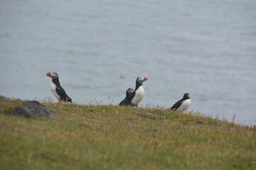 Puffins in Iceland