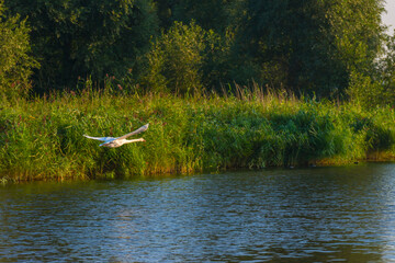 Swan flying along the edge of a misty lake at sunrise in summer, Almere, Flevoland, The Netherlands, September 23, 2021