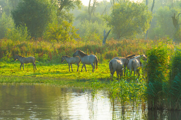 Horses in a field along the edge of a misty lake at sunrise in summer, Almere, Flevoland, The Netherlands, September 23, 2021 © Naj