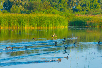The edge of a misty lake with reed and wild flowers in wetland in sunlight at sunrise in summer, Almere, Flevoland, The Netherlands, September 3, 2021