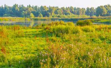 The edge of a misty lake with reed and wild flowers in wetland in sunlight at sunrise in summer, Almere, Flevoland, The Netherlands, September 3, 2021