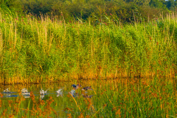 The edge of a misty lake with reed and wild flowers in wetland in sunlight at sunrise in summer, Almere, Flevoland, The Netherlands, September 3, 2021