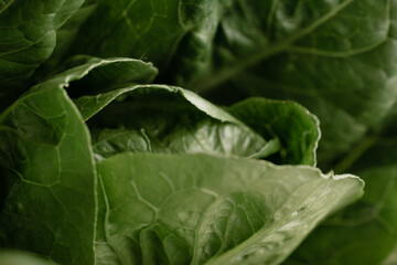 Fototapeta premium green ripe lettuce leaves close-up. summer vitamins. the background image. an idea for a puzzle. salad ingredient