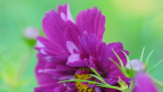 Cosmeya flower close-up. Cosmos. Macro