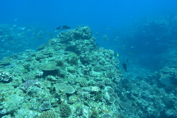 Fototapeta na wymiar 奄美大島 珊瑚礁と魚の群れ 2108 7871