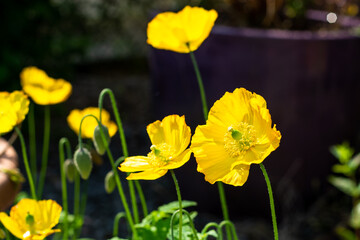 yellow buttercups