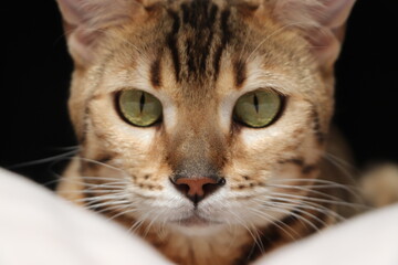 bengal cat