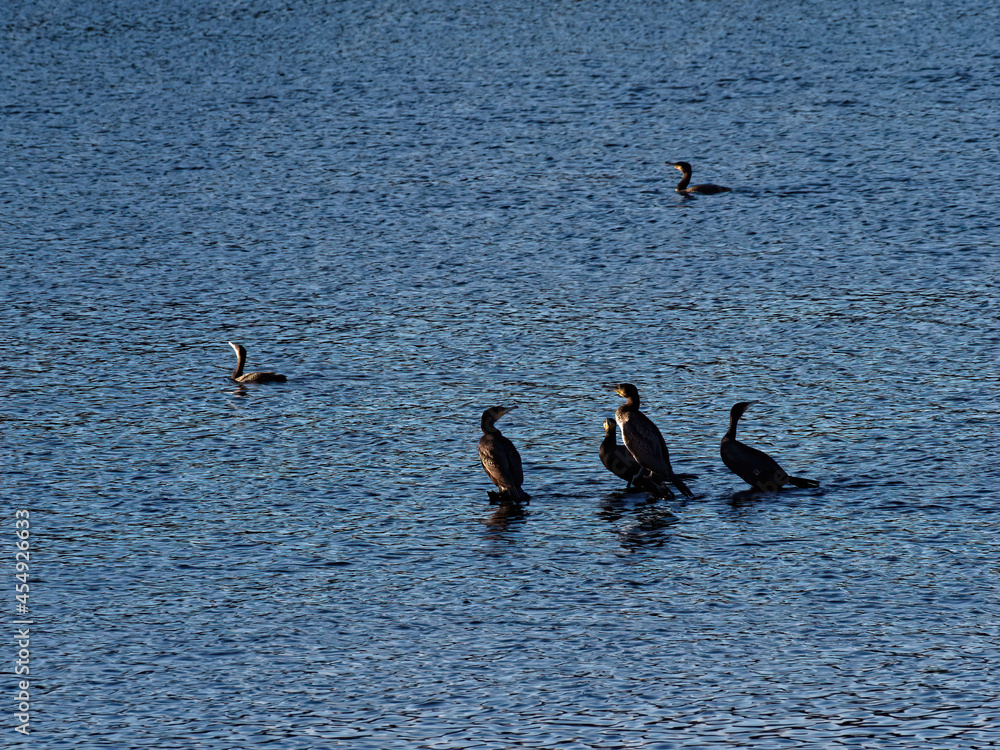 Poster Closeup view of a group of birds on the surface of the water in the forest