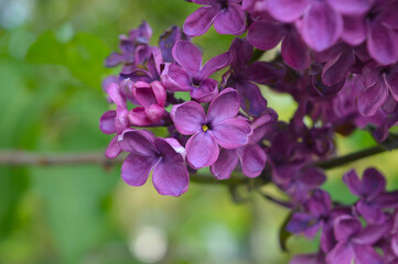 flowers in the garden