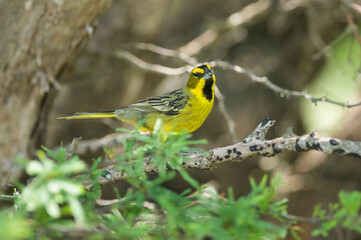 Yellow Cardinal, Gubernatrix cristata, Endangered species in La Pampa, Argentina