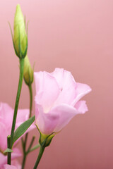 ピンク色のトルコキキョウの花