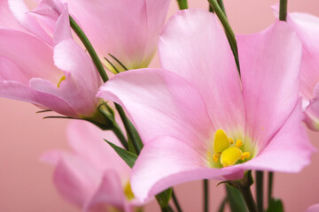 Obraz na płótnie Canvas ピンク色のトルコキキョウの花