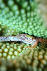 奄美大島 水玉のカニ
2108 7829