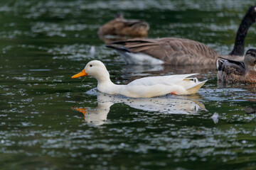 The rare white mallard duck