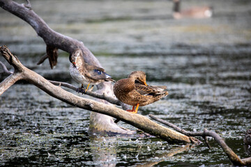The mallard duck on a park