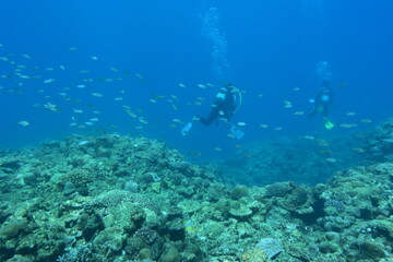 Fototapeta na wymiar 奄美大島 珊瑚礁と魚の群れとダイバー 2108 7836