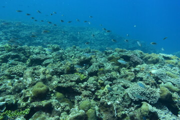 Obraz na płótnie Canvas 奄美大島 珊瑚礁 2108 7837