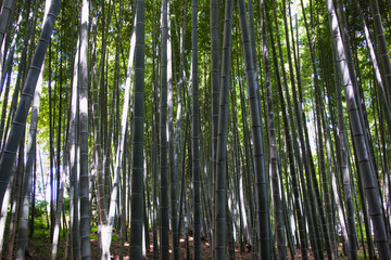 Fototapeta premium green bamboo forest