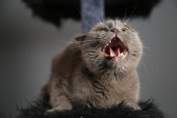 A lazy fat scottish fold cat is lying asleep. unhealthy cat.