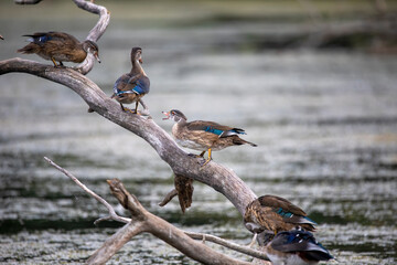 The wood duck or Carolina duck (Aix sponsa) in the park