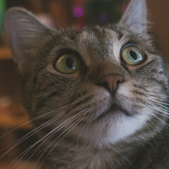 Ciri, The most adorable and cute kittie I ever seen!